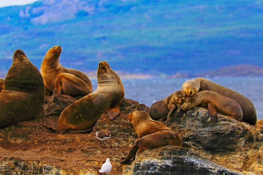 Sea lions and seals, Beagle Channel in Tierra Del Fuego, Ushuaia, Argentina, South America