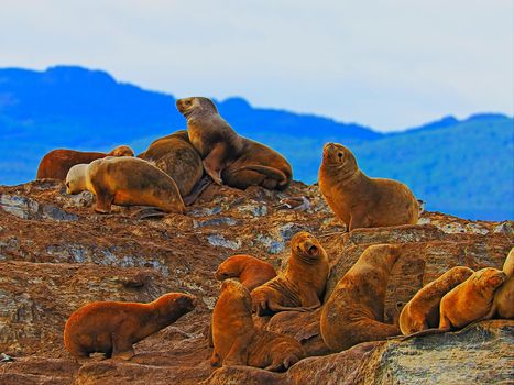 Sea lions and seals, Beagle Channel in Tierra Del Fuego, Ushuaia, Argentina, South America