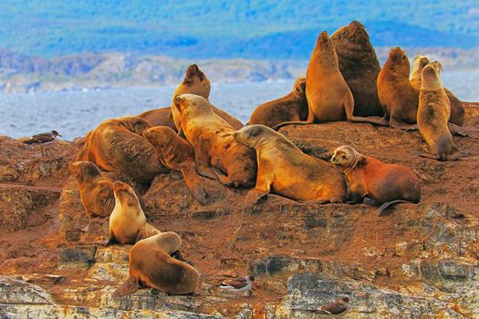 Sea lions and seals, Beagle Channel in Tierra Del Fuego, Ushuaia, Argentina, South America