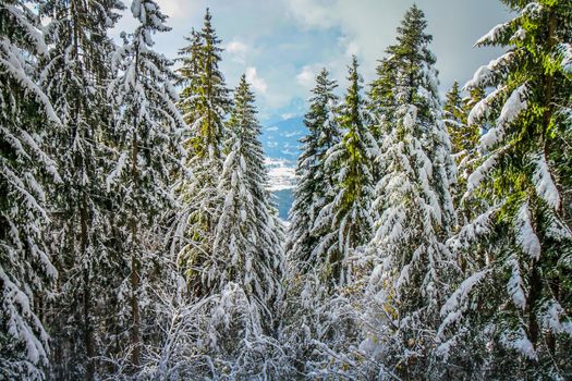 Road into snowy mountain and pine woods in bavarian Alps at autumn, Germany