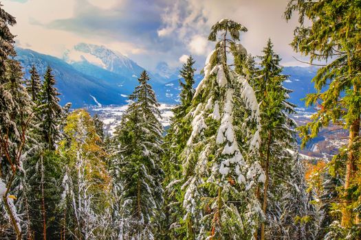 Road into snowy mountain and pine woods in bavarian Alps at autumn, Germany