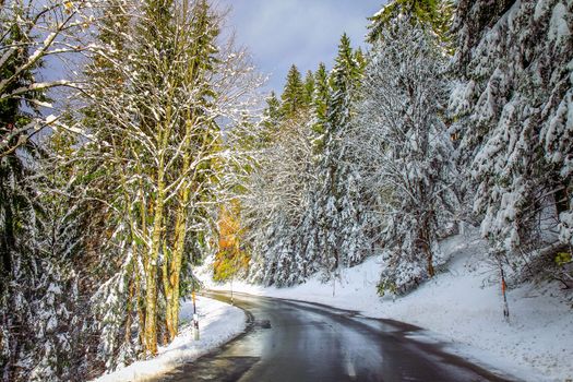Road into snowy mountain and pine woods in bavarian Alps at autumn, Germany