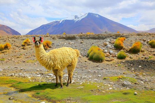 Llama (Lama glama) a high altitude Camelid from South America in Bolivia altiplano