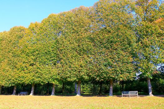 Autumn foliage colors in Paris public park landscape, France