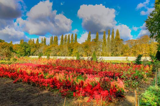 Autumn foliage colors in Loire valley public park with garden landscape, France