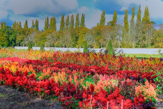 Autumn foliage colors in Loire valley public park with garden landscape, France