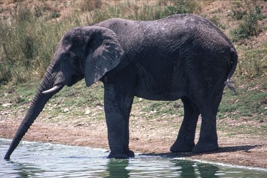 Elephant (Loxodonta africana), Kruger National Park, Mpumalanga, South Africa