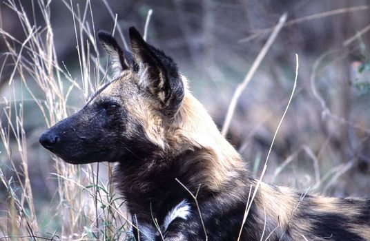 Wild Dog (Licaon pictus), Kruger National Park, Mpumalanga, South Africa