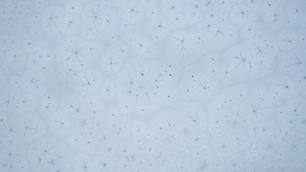 Ice patterns on the surface of a freezing mountain lake. Unusual oval circles with cracks inside resemble cells. Dark water and white ice. Top view from a drone on Kaindy Lake. Kazakhstan, Almaty