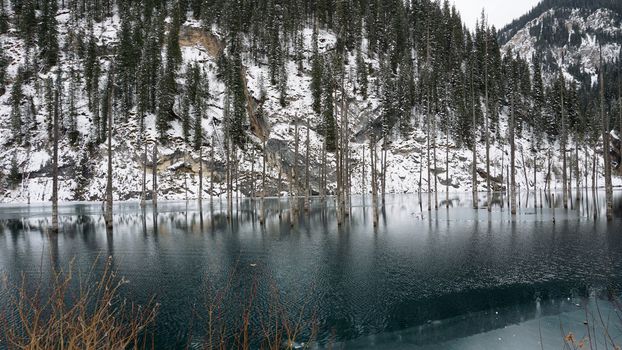 Coniferous tree trunks come out of a mountain lake. Smooth water like a mirror reflects the snowy mountains and the forest. High peaks in the clouds. Kaindy Lake is freezing. Bushes grow on the shore