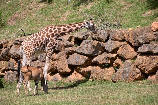 Eland antelope and giraffe eating grass in the savannah. Rocks, lonely, no people, green