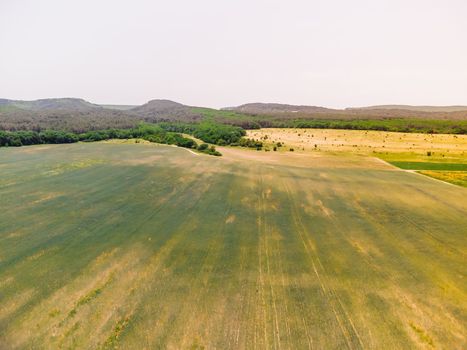 Green wheat field in countryside, close up. Field of wheat blowing in the wind at sunny spring day. Young and green Spikelets. Ears of barley crop in nature. Agronomy, industry and food production