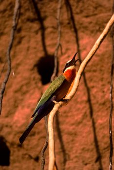 Whitefronted Bee-eater (Merops bullockoides), Selous Game Reserve, Morogoro, Tanzania, Africa