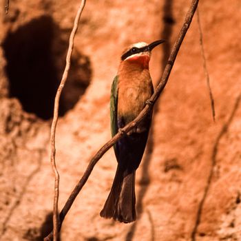 Whitefronted Bee-eater (Merops bullockoides), Selous Game Reserve, Morogoro, Tanzania, Africa