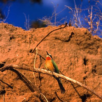 Whitefronted Bee-eater (Merops bullockoides), Selous Game Reserve, Morogoro, Tanzania, Africa