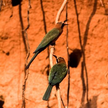 Whitefronted Bee-eater (Merops bullockoides), Selous Game Reserve, Morogoro, Tanzania, Africa