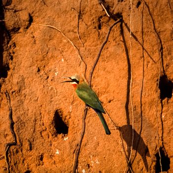 Whitefronted Bee-eater (Merops bullockoides), Selous Game Reserve, Morogoro, Tanzania, Africa