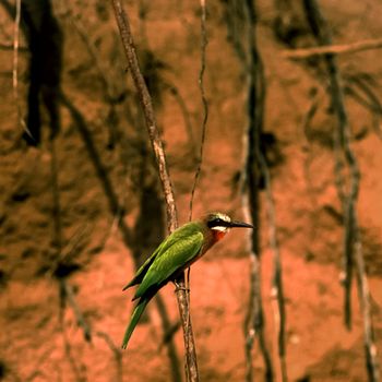 Whitefronted Bee-eater (Merops bullockoides), Selous Game Reserve, Morogoro, Tanzania, Africa