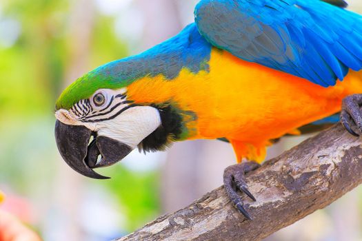 Blue and Yellow Parrot macaw tropical bird on nature background, Pantanal wetlands, Brazil
