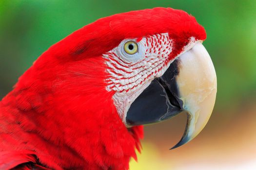 Red Parrot macaw tropical bird on nature background, Pantanal wetlands, Brazil