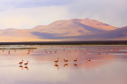 Laguna colorada, Red lake reflection with Andean Flamingos, Potosi region, Bolivian Andes, Bolivia