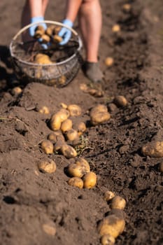 Picking potatoes on the field manually. A man harvests potatoes on earth.