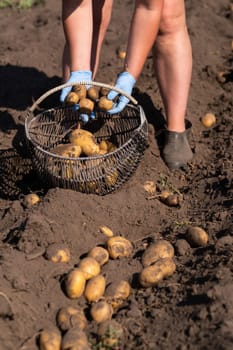 Picking potatoes on the field manually. A man harvests potatoes on earth.