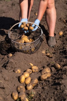 Picking potatoes on the field manually. A man harvests potatoes on earth.