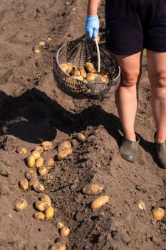 Picking potatoes on the field manually. A man harvests potatoes on earth.