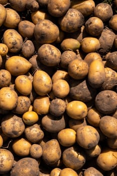 A lot of harvested potatoes lying in a pile. Autumn harvest.