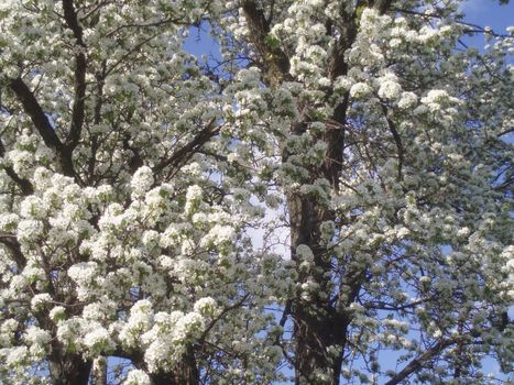 Flowering spring trees. Beautiful garden