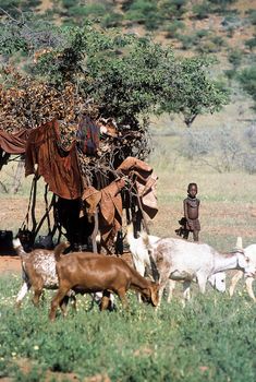 May 15, 2005. unidentified Himba boy with a herd of goats. Epupa Falls, Kaokoland or Kunene Province, Namibia, Africa