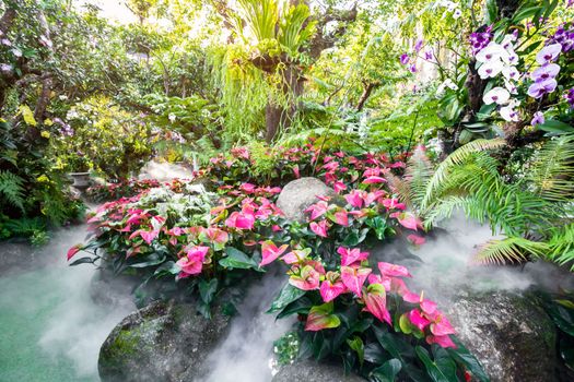 Beautiful spring multicolored flowers in the garden under big trees, Chiang Rai, Thailand