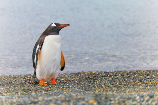 Cute Gentoo Penguins in Tierra Del fuego, Ushuaia, Argentina South America