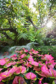 Beautiful spring multicolored flowers in the garden under big trees at Chiang Rai, Thailand