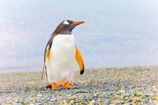 Cute Gentoo Penguins in Tierra Del fuego, Ushuaia, Argentina South America