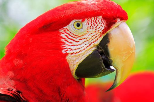 Red Parrot macaw tropical bird on nature background, Pantanal wetlands, Brazil