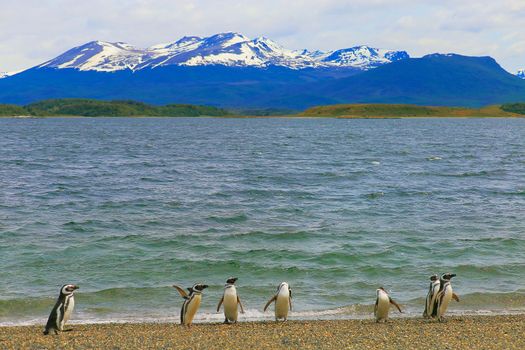 Cute Gentoo Penguins in Tierra Del fuego, Ushuaia, Argentina South America