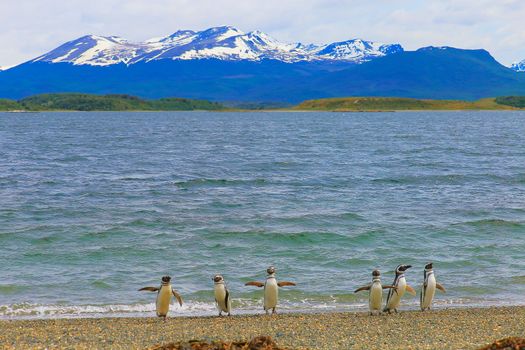 Cute Gentoo Penguins in Tierra Del fuego, Ushuaia, Argentina South America