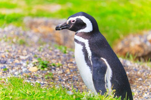 Cute Gentoo Penguins in Tierra Del fuego, Ushuaia, Argentina South America