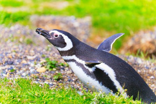 Cute Gentoo Penguins in Tierra Del fuego, Ushuaia, Argentina South America