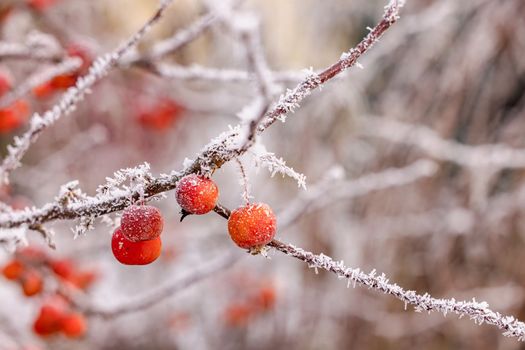 Several ornamental apples on an icy branch with ice crystals in winter cropped with deep focus fusion, Germany