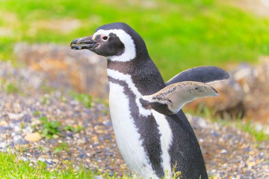 Cute Gentoo Penguins in Tierra Del fuego, Ushuaia, Argentina South America