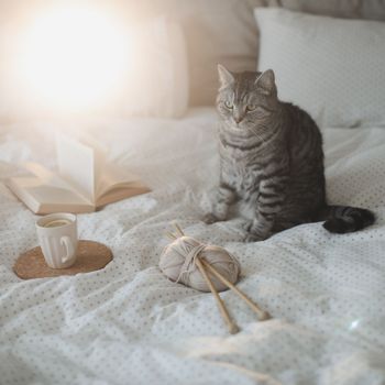 Cute tabby cat in bed on warm blanket. Hygge concept. Lazy weekend.