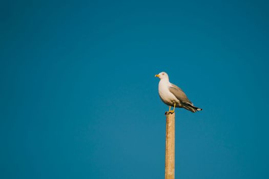 Seagull isolated on blue background. Seagull catch on a post near sea shore.