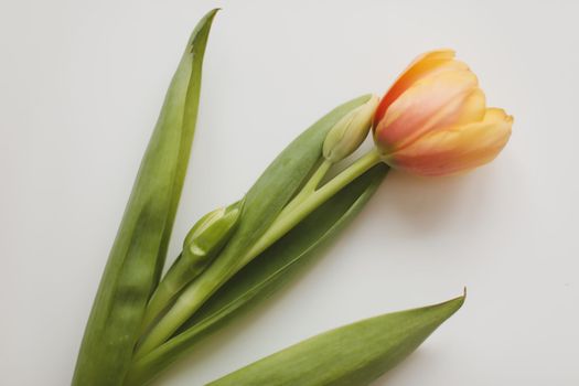 Colorful fresh tulips on a light background. 