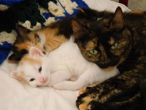 Little kittens of a light color with mum sleep in a basket. High quality photo