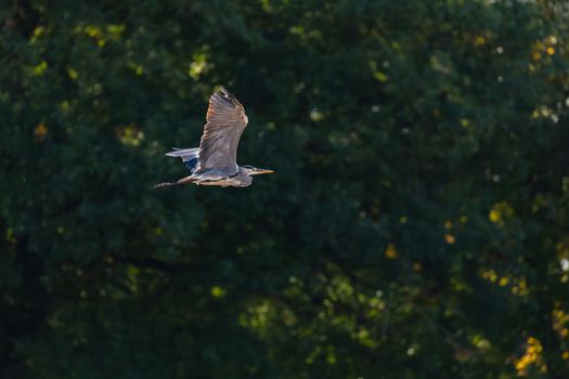 A heron with spread wings in flight in autumn cropped against a natural background