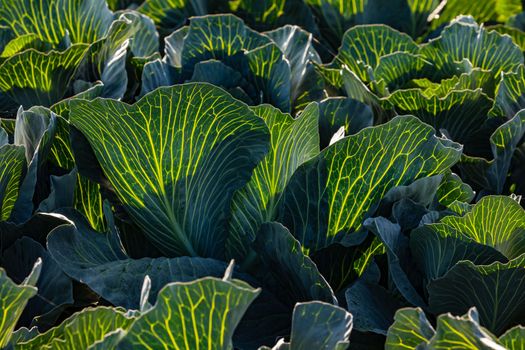 Yellow grain and leaf veins on cabbage against the light and sun in autumn, Germany