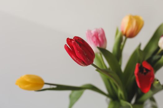 Colorful fresh tulips on a light background. 